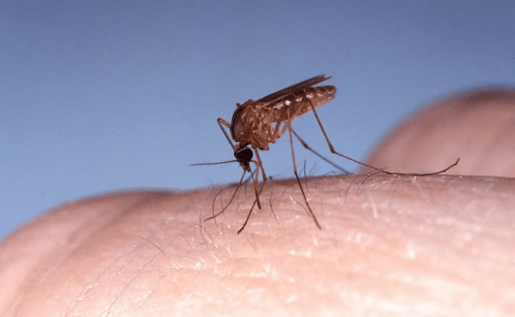 OMS adivierte a América sobre aumento de casos de Virus de Oropouche que transmiten los mosquitos