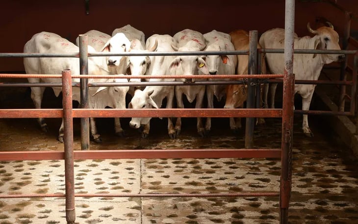 Costa Rica declara emergencia sanitaria por gusano barrenador, que ataca al ganado