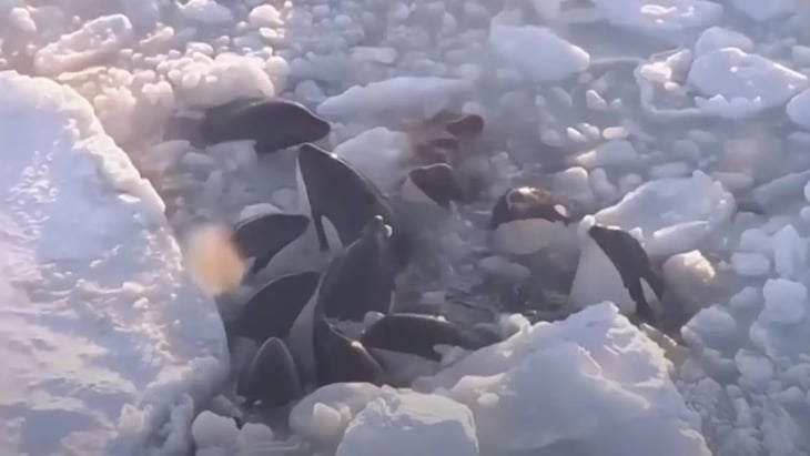 Las ballenas asesinas de Japón atrapadas por el hielo de alguna manera se liberaron