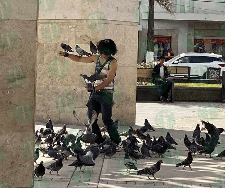 Joven alimenta a las palomas del centro de Monclova como si las 'domesticara'