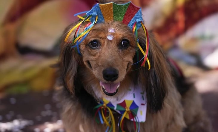 Carnaval en Brasil: Perros con trajes brillantes desfilan en Río de Janeiro