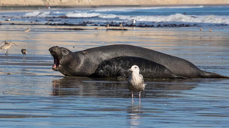Una foca elefante macho salva a un cachorro que se estaba ahogando en un raro acto de heroísmo intraespecies
