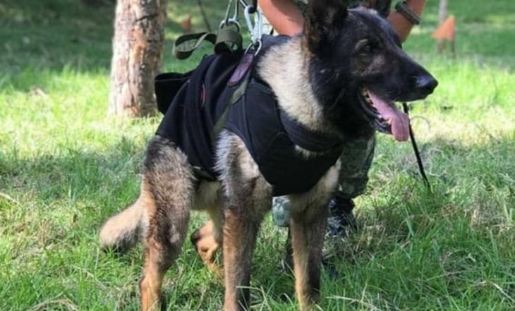 Sedena recuerda a Proteo, binomio canino que falleció en Turquía tras terremoto