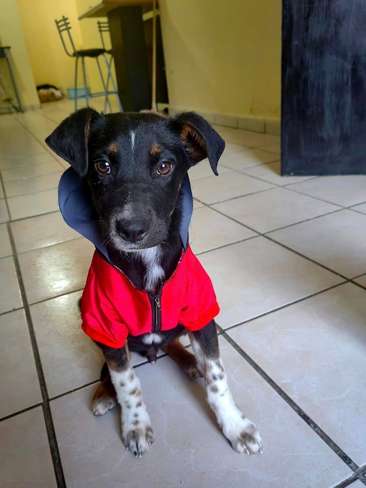 Calcetitas fue abandonado por su familia adoptiva; buscan hogar para el perrito en Saltillo