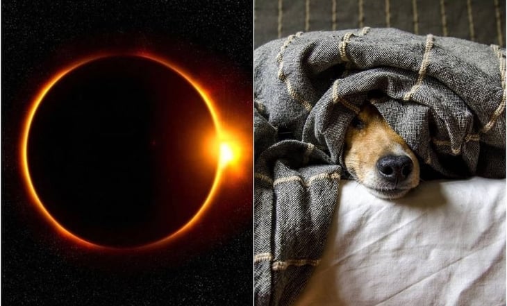 Eclipse Solar 2024: ¿Cómo afecta el evento astronómico a los animales?