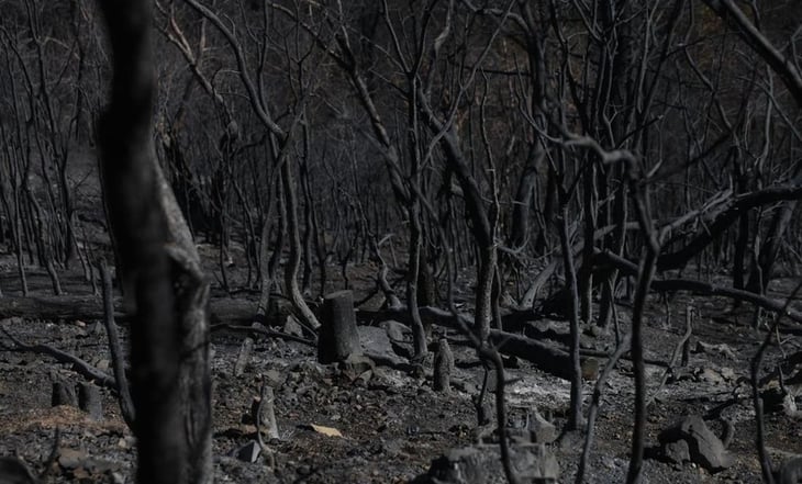 Tras 27 horas, liquidan incendio en Ixtepeji, Oaxaca; consumió 100 hectáreas de bosque