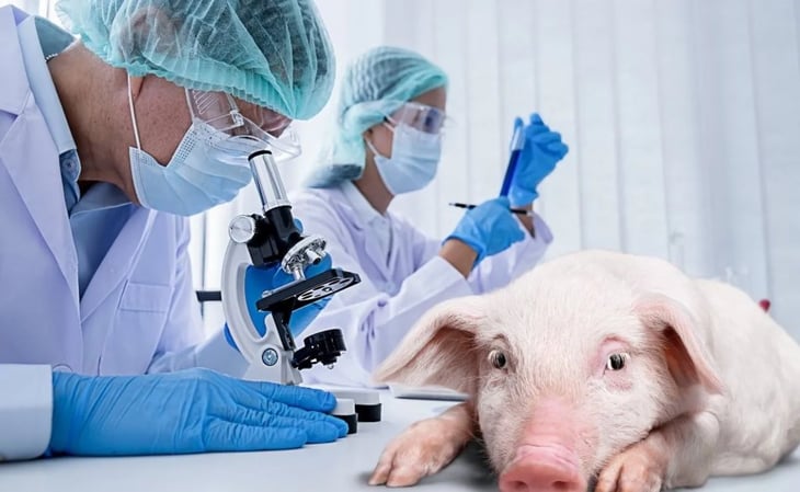 ¡El futuro es hoy! Científicos logran criar cerdos modificados para trasplantar órganos a humanos