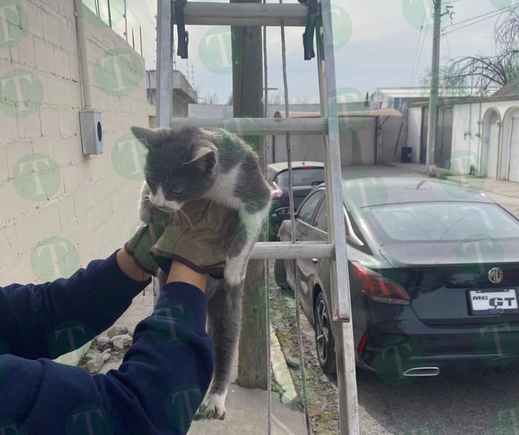 Bomberos de Monclova salvan a gatito atrapado en poste de Telmex