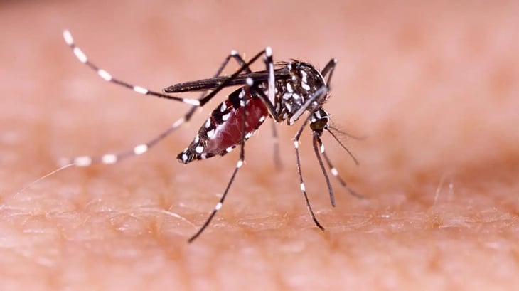 Una nueva versión del dengue está plagando la Florida: brotes ‘sin precedentes’
