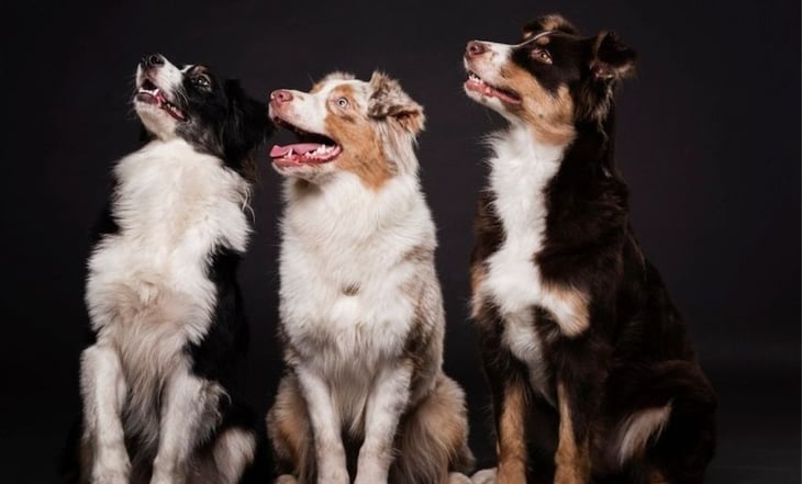 Conoce cuáles son las razas de perros que más años viven, según estudios