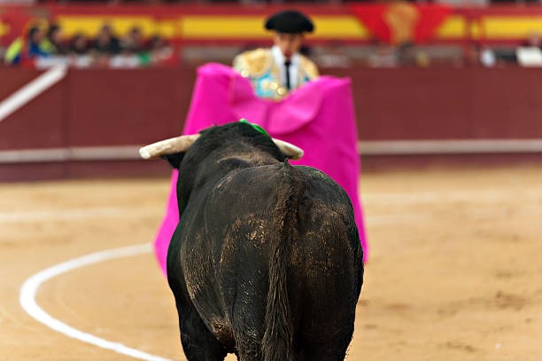 Revitalizar la tauromaquia sin dañar a los toros: el Congreso de Coahuila busca convocar debates para analizar esta cuestión