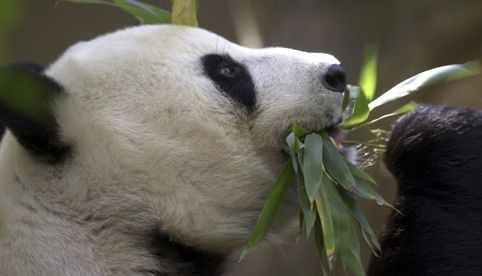 China planea enviar pandas al Zoo de San Diego y retomar su diplomacia de pandas