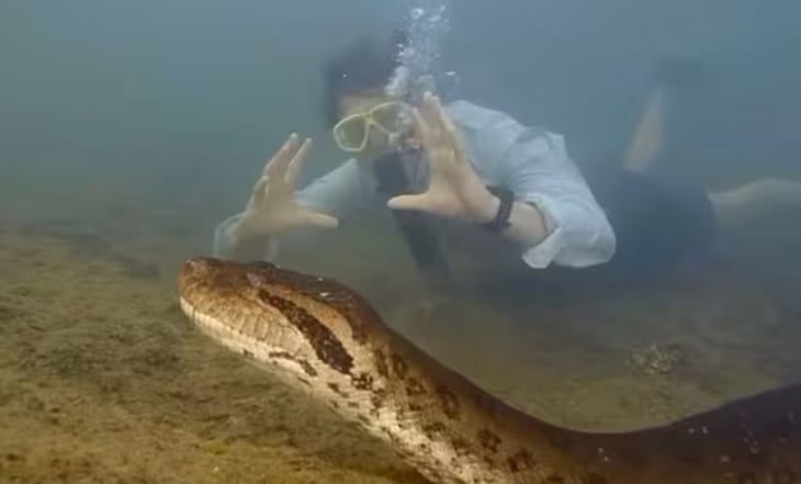 Anaconda más grande del mundo es captada en la selva amazónica