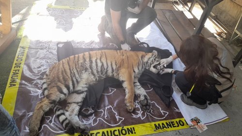Encuentran tigre en cateo en la colonia Valle Verde en Monterrey 