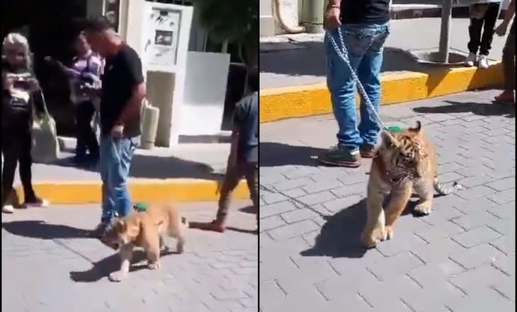 Captan a sujeto paseando un cachorro de tigre en calles de Tulancingo, Hidalgo