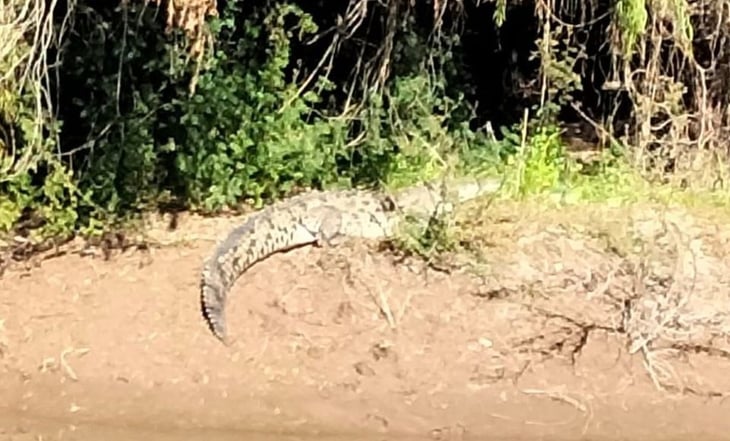 Alertan por avistamiento de cocodrilo en riberas del Río Sinaloa
