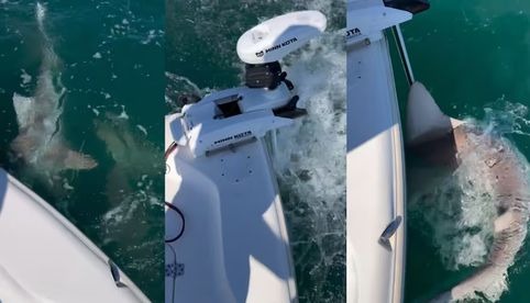 VIDEO: Tiburones enloquecidos atacan bote en Florida