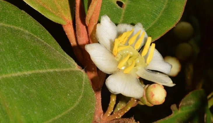 Descubren para la ciencia 7 nuevas especies de plantas en la Amazonía de Perú