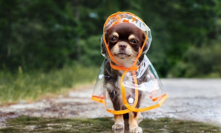 Cómo salir a la calle con tu perro en un día de lluvia, según adiestradora profesional
