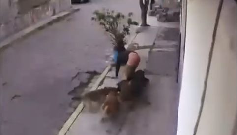 VIDEO: Perros atacan a dos jóvenes en San Miguel Totocuitlapilco