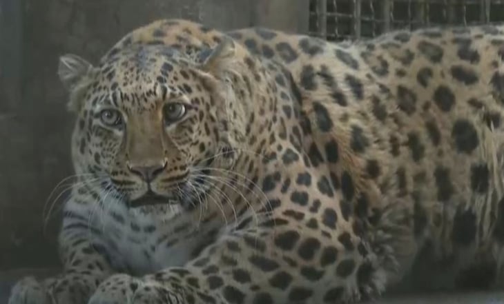 Sobrepeso de leopardo en zoológico de China causa furor entre los visitantes; lo pondrán a dieta