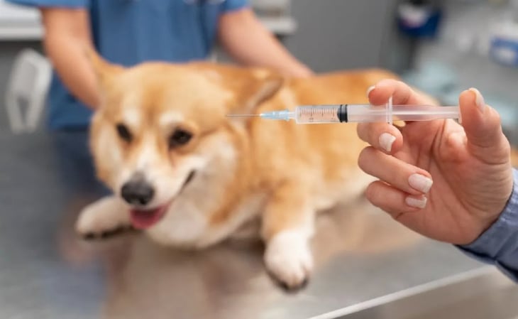 Secretaría de Salud realiza 35 Jornada Nacional de Vacunación Antirrábica para perros y gatos