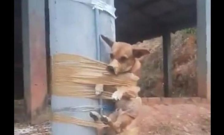Hombre encinta a perrito a un poste por hacer sus necesidades frente a su casa