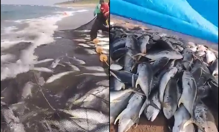 ¡Pesca milagrosa! Sorprende a pescadores captura de miles de jureles en Cárdenas, Tabasco
