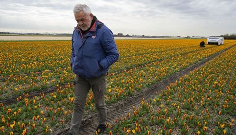 Theo: El robot que con inteligencia artificial cuida los tulipanes en Países Bajos