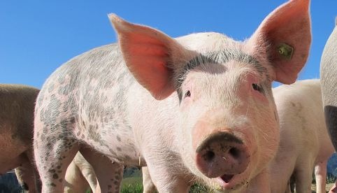 Trasplantan en Boston el riñón de un cerdo modificado genéticamente a paciente de 62 años
