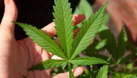  Alemania aprueba la legalización parcial del cannabis