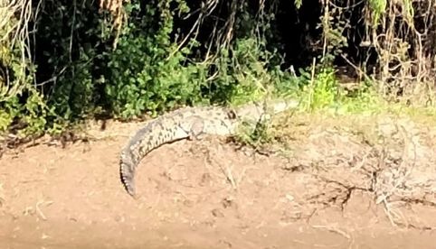 Avistamiento de cocodrilos en Río Sinaloa en Guasave alerta a familias