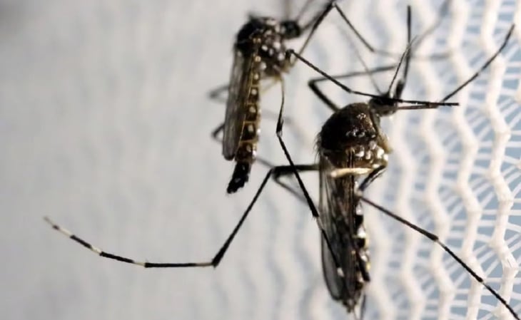 ¿Cuál es el mosquito que transmite el dengue?