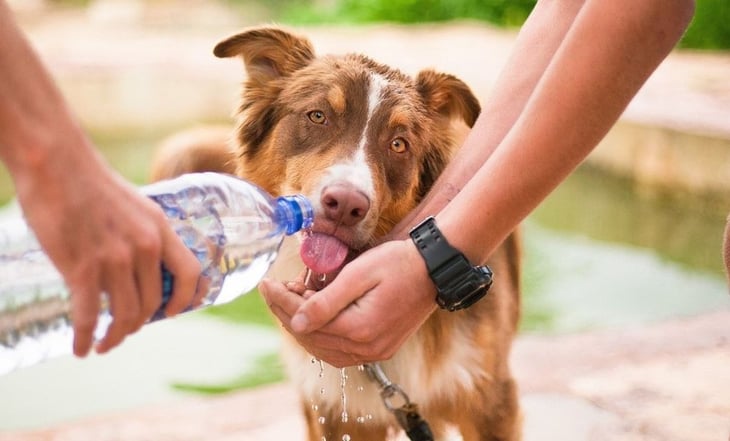 5 tips para mantener fresca a tu mascota en esta temporada de calor