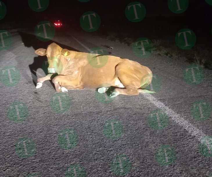 Enorme vaca protagoniza impactante accidente en la carretera Monclova-Monterrey