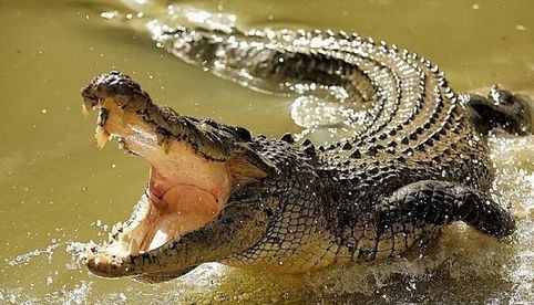 Alertan por presencia de caimanes y cocodrilos en río de Guasave, Sinaloa