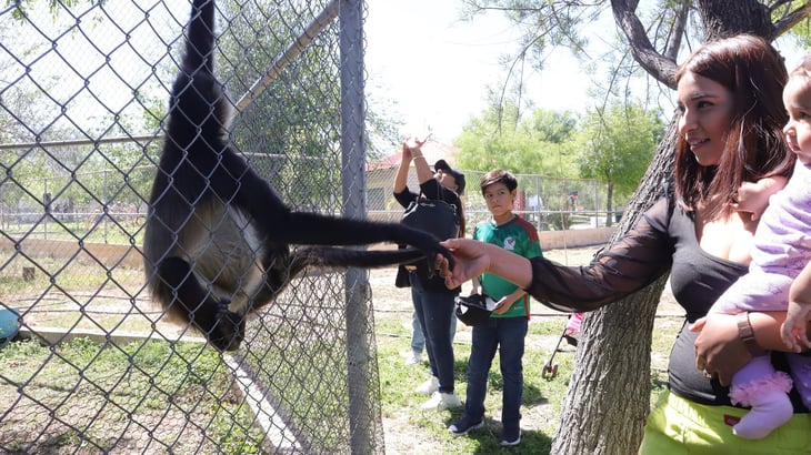 Monos del zoológico de los más atractivos; aumentan visitantes