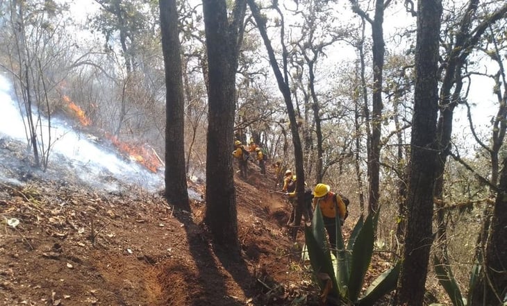 Reportan casi controlados incendios forestales en altas montañas de Veracruz