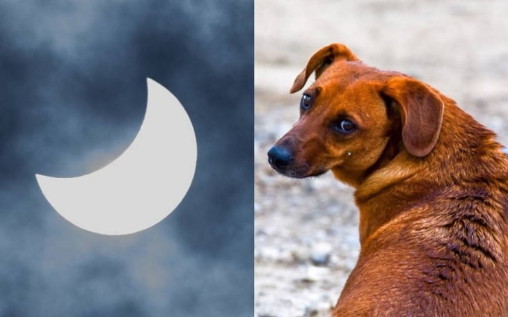 Eclipse solar podría alterar el comportamiento de las mascotas 