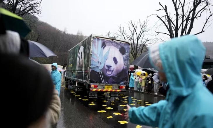 FOTOS: Fu Bao, el famoso panda gigante, regresa a China; así fue su despedida en Corea del Sur