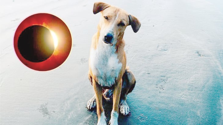 Mitos y realidades sobre efecto del eclipse en las mascotas