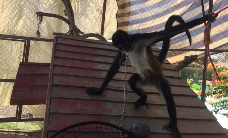 Aseguran a hembra mono araña en peligro de extinción en Morelos