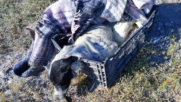 Perrito en estado crítico encontrado en Parras: Dueña identificada y comunidad exige justicia