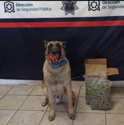 Se detecta marihuana en una empresa de paquetería por el Escuadrón Canino de Torreón