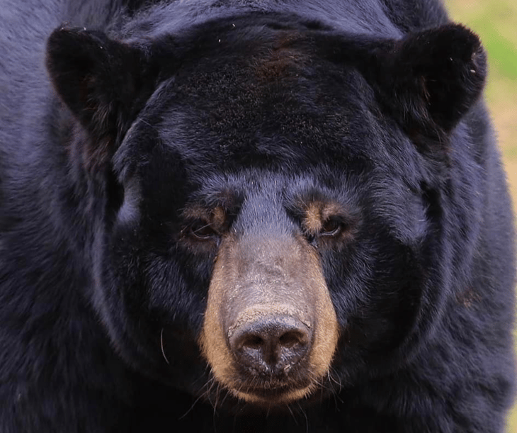 El Museo del Desierto al límite: Rescatando osos negros en Coahuila