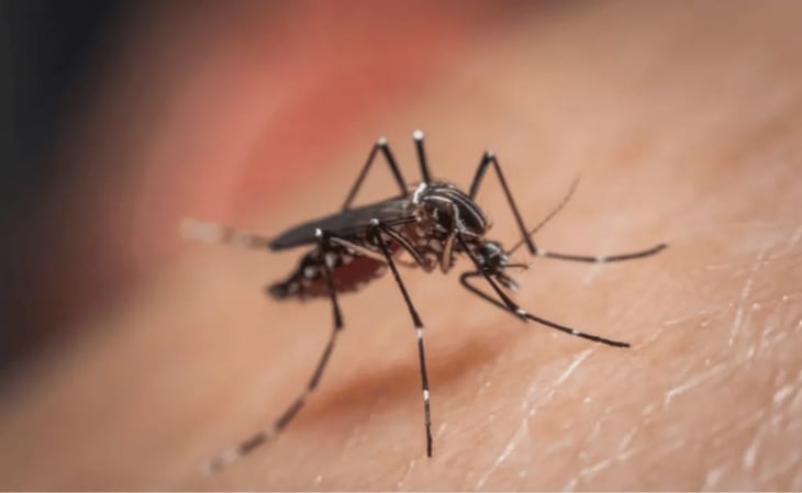 Características para distinguir el mosquito transmisor del dengue