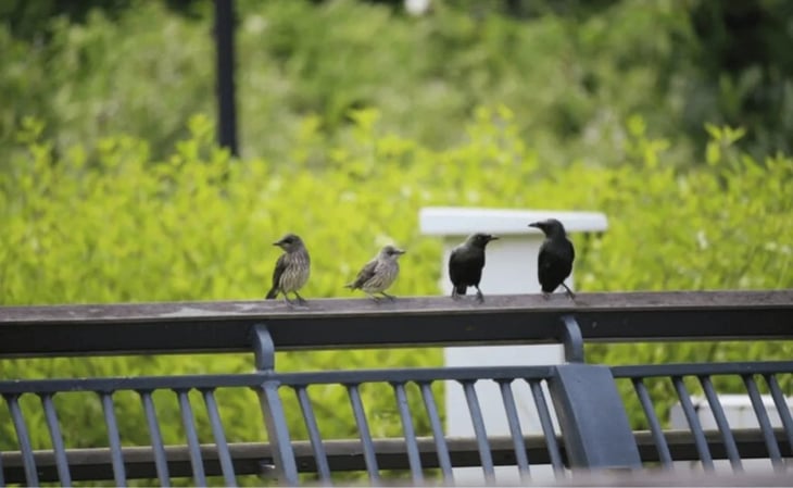 Detectan gripe aviar en aves de parque de Nueva York; autoridades emiten recomendaciones