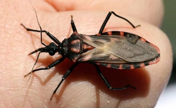 ¿Cómo prevenir la enfermedad de Chagas? Esto recomienda la Secretaría de Salud