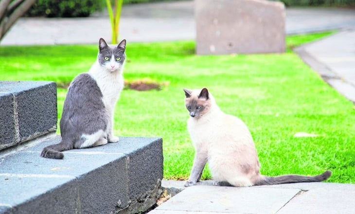 PETA agradece a AMLO haber declarado como “activos fijos vivos” a los gatitos del Palacio Nacional