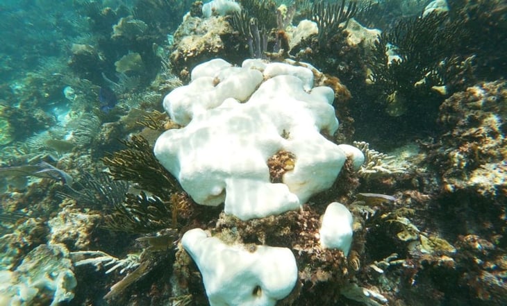 Los océanos están sufriendo un blanqueo masivo de los corales a nivel global, según NOAA